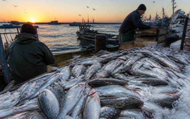 Dawn markets rewrite how coastal towns buy tomorrow’s fish